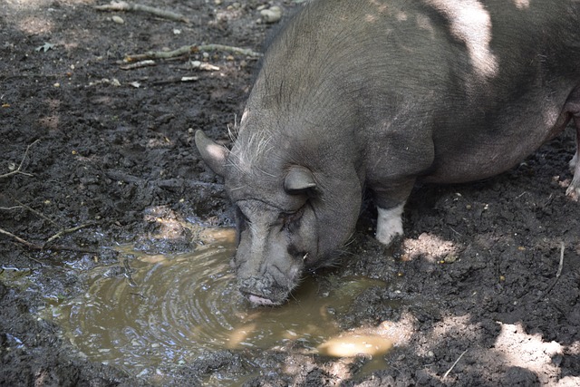 尼高威廉斯 尼高威廉斯